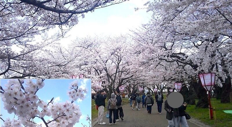 盛岡城跡公園 桜 2026年4月12日 咲き始め 花見風景 盛岡