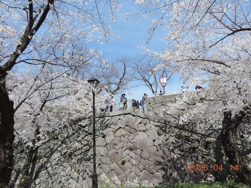 満開のソメイヨシノが咲く盛岡城跡公園の石垣と桜並木の風景