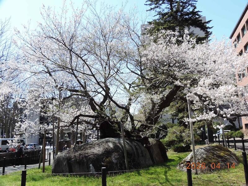 花崗岩の割れ目から満開のソメイヨシノが咲く石割桜の風景