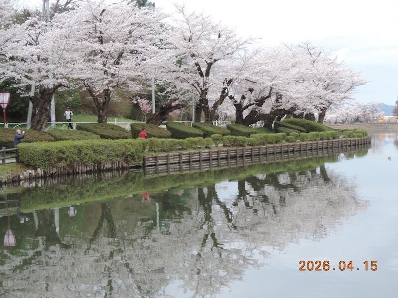 高松の池の桜と水面のリフレクション、散歩する人々の朝の風景（2026年4月中旬・盛岡）