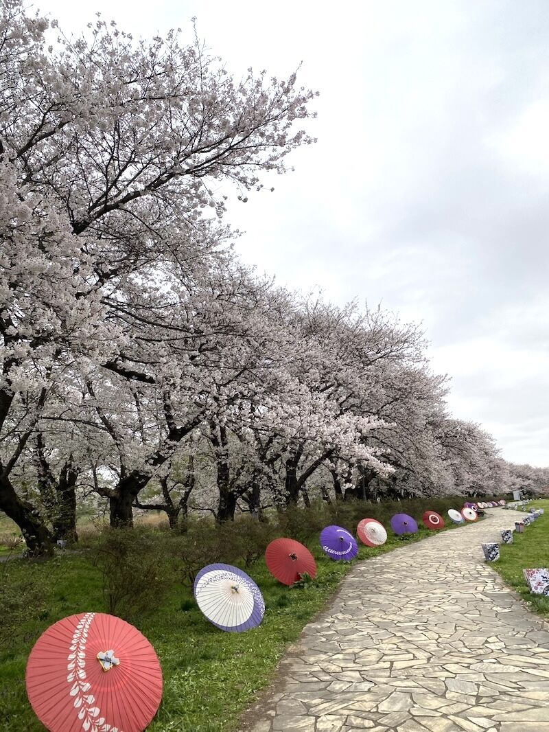 北上展勝地の桜並木沿いに並ぶカラフルな和傘の景観（岩手県北上市）
