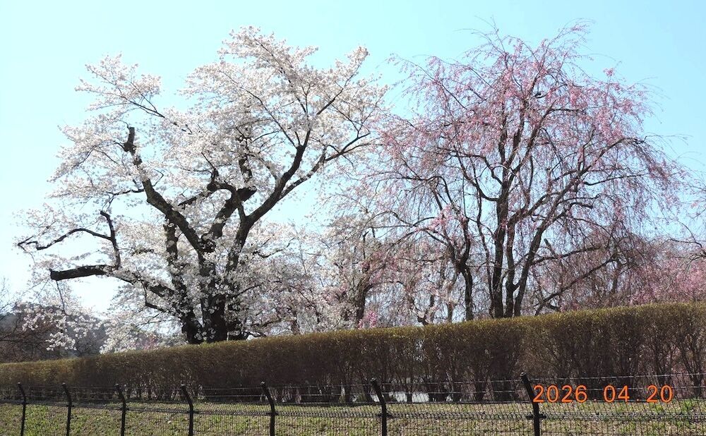 米内浄水場のフェンス越しに見える白とピンクの桜2026年4月20日
