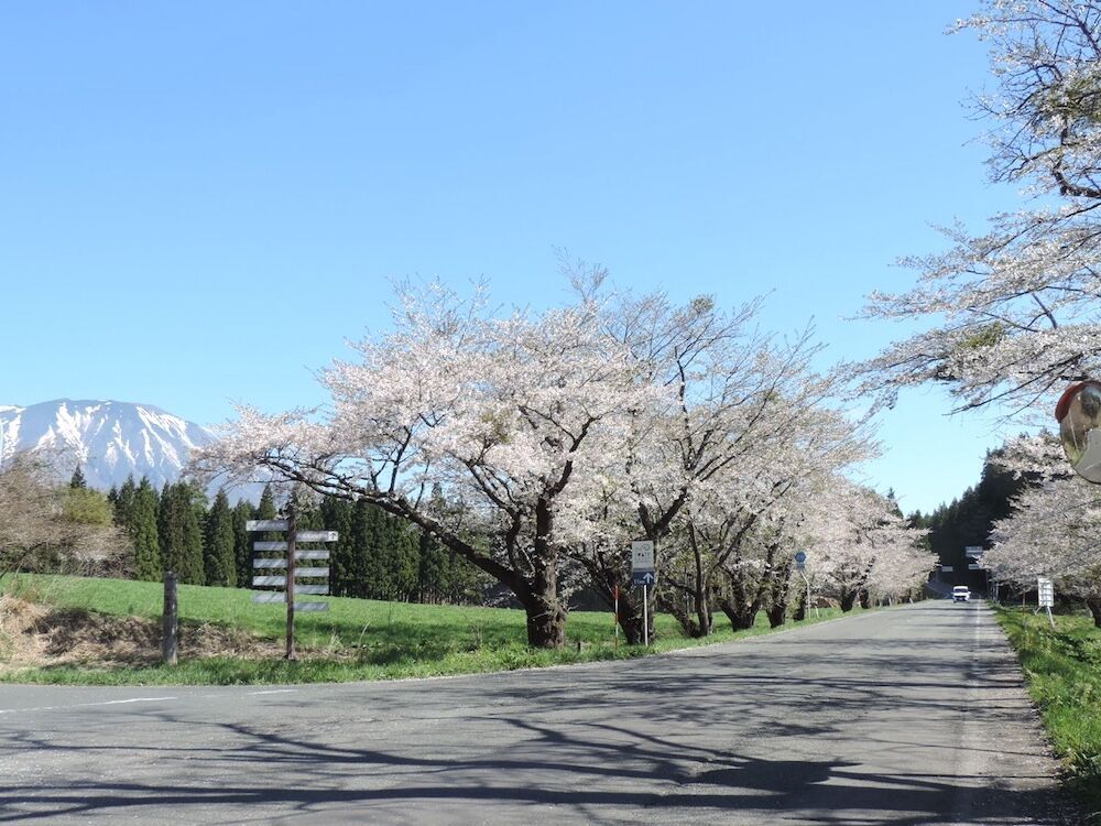 小岩井農場内の桜並木と遠景の岩手山（2026年4月25日・満開）
