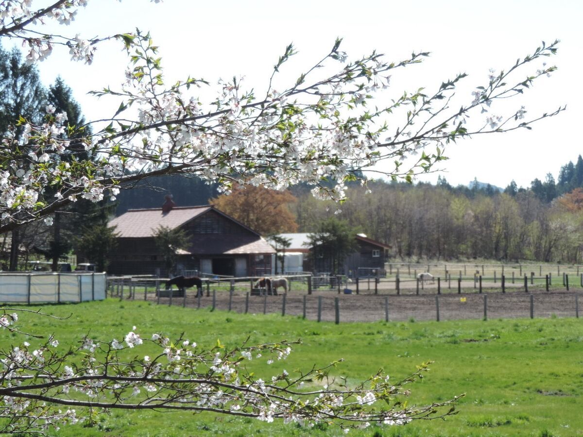 小岩井農場の建物と馬・手前に咲く桜（2026年4月25日撮影）