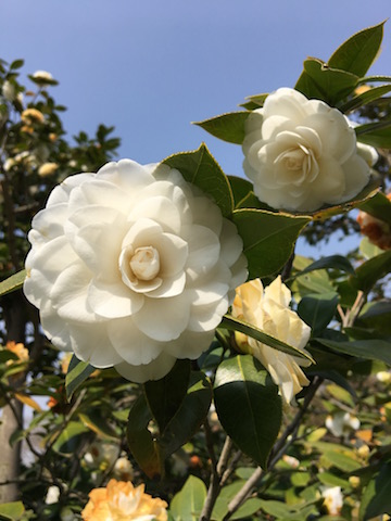 イメージ 8