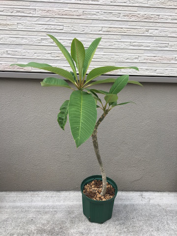 イメージ 5