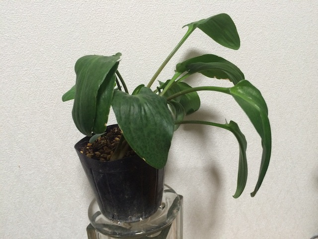 イメージ 4