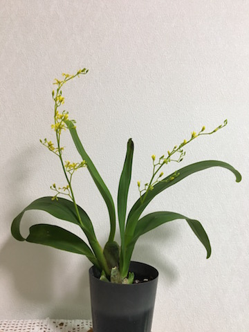 イメージ 7