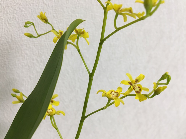 イメージ 8
