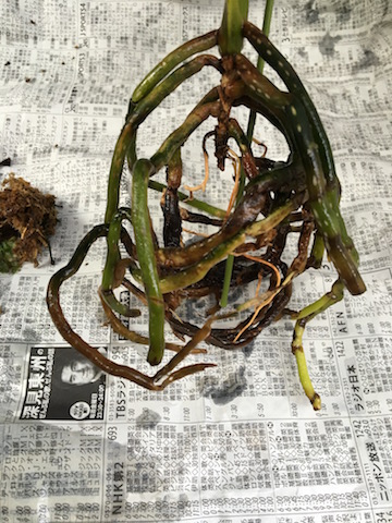 イメージ 4