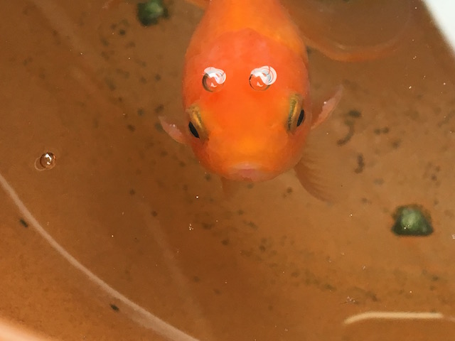 春らしくなってきました Hannahの植物 お魚日記