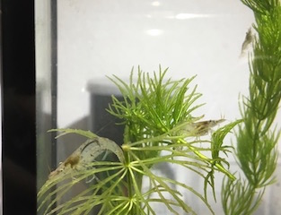 イメージ 5