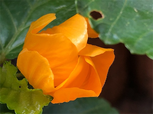 f:id:journal-hannah:20200714103733j:image