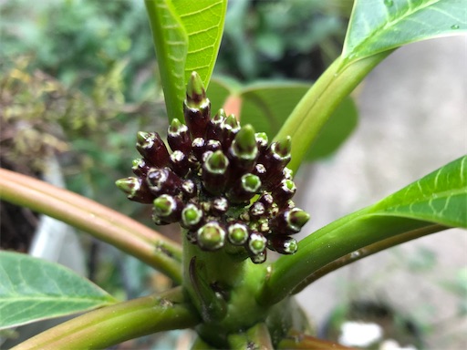 f:id:journal-hannah:20200724202922j:image