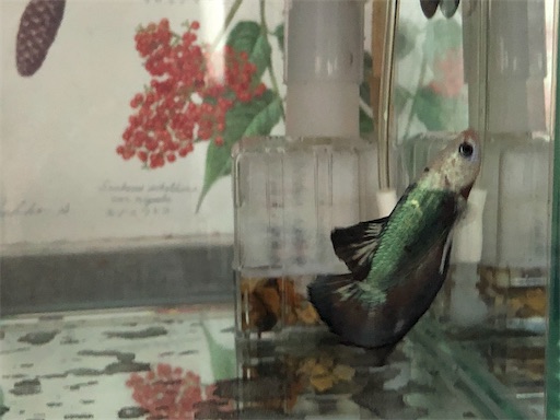 f:id:journal-hannah:20200812193532j:image