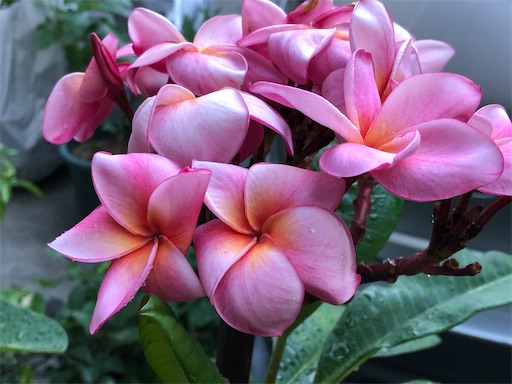 f:id:journal-hannah:20200905214443j:image
