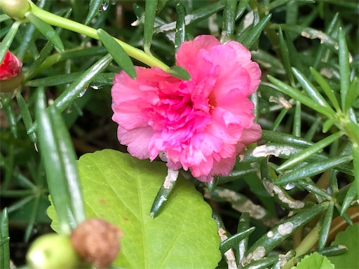 f:id:journal-hannah:20200905215035j:image