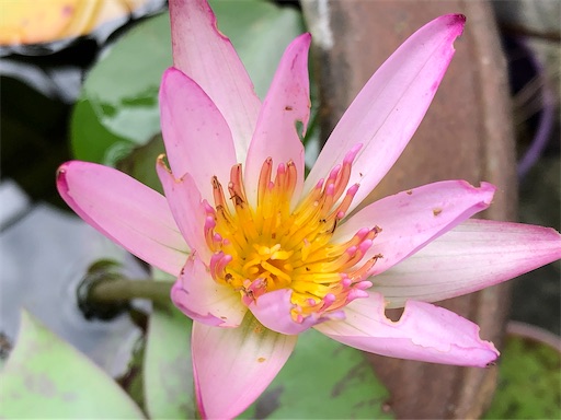 f:id:journal-hannah:20200912091626j:image