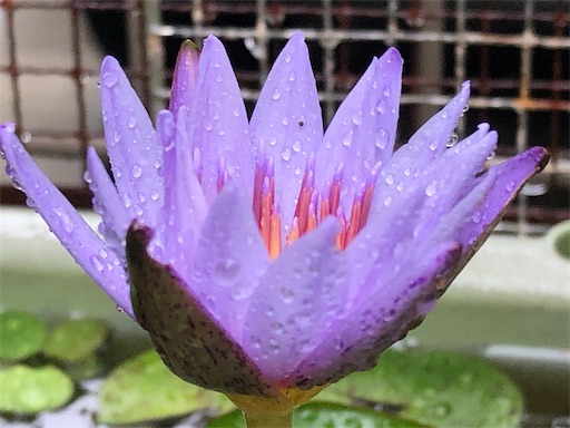 f:id:journal-hannah:20200912094552j:image