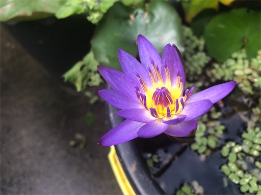 f:id:journal-hannah:20201012125739j:image