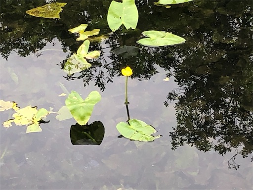 f:id:journal-hannah:20201023151255j:image