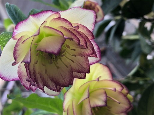 f:id:journal-hannah:20220312173306j:image