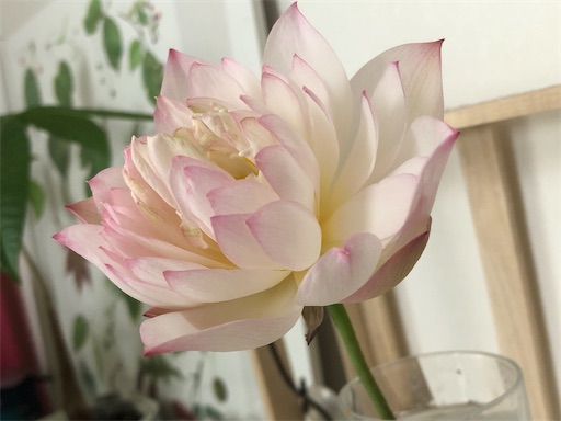 f:id:journal-hannah:20220809194129j:image