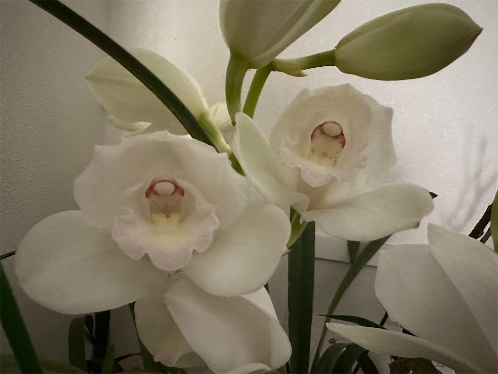 f:id:journal-hannah:20230122200518j:image
