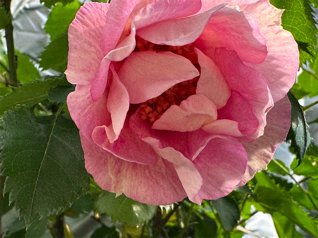 f:id:journal-hannah:20230423180728j:image