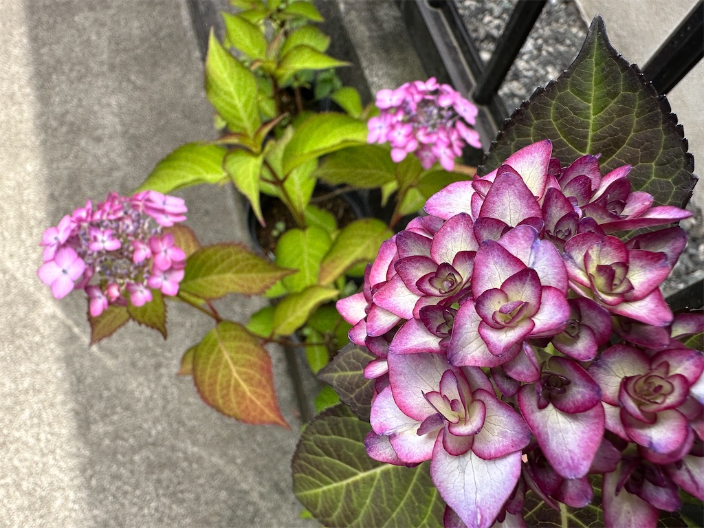 f:id:journal-hannah:20230528141652j:image
