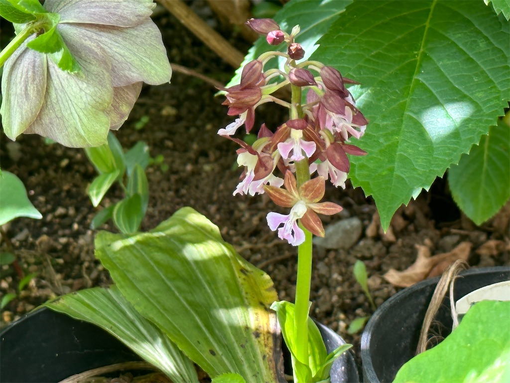f:id:journal-hannah:20240420191001j:image
