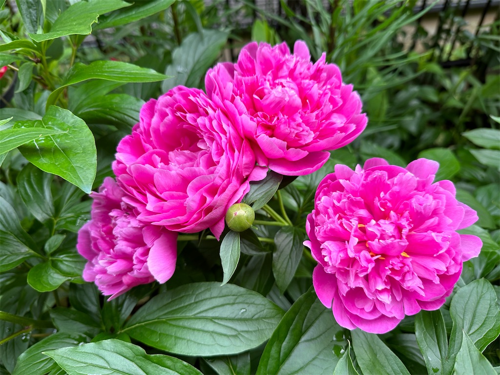 f:id:journal-hannah:20250525170603j:image