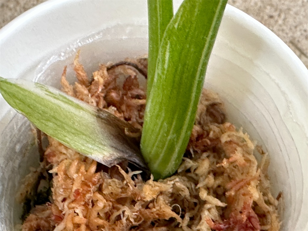 f:id:journal-hannah:20251005125500j:image