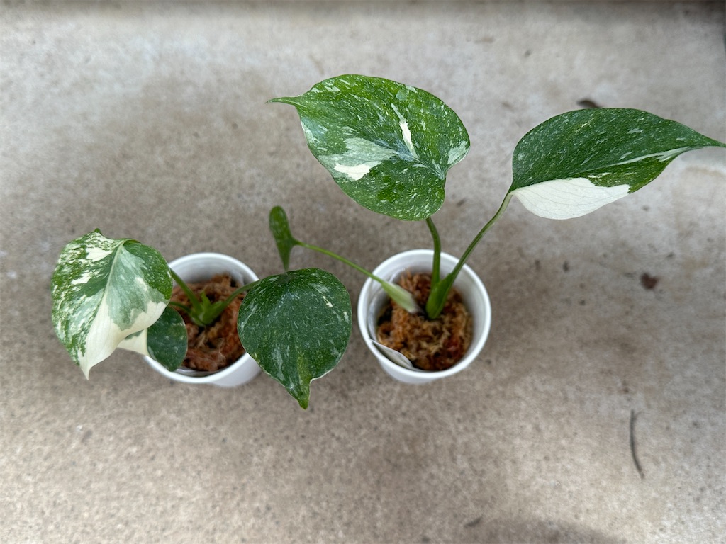 f:id:journal-hannah:20251005125849j:image