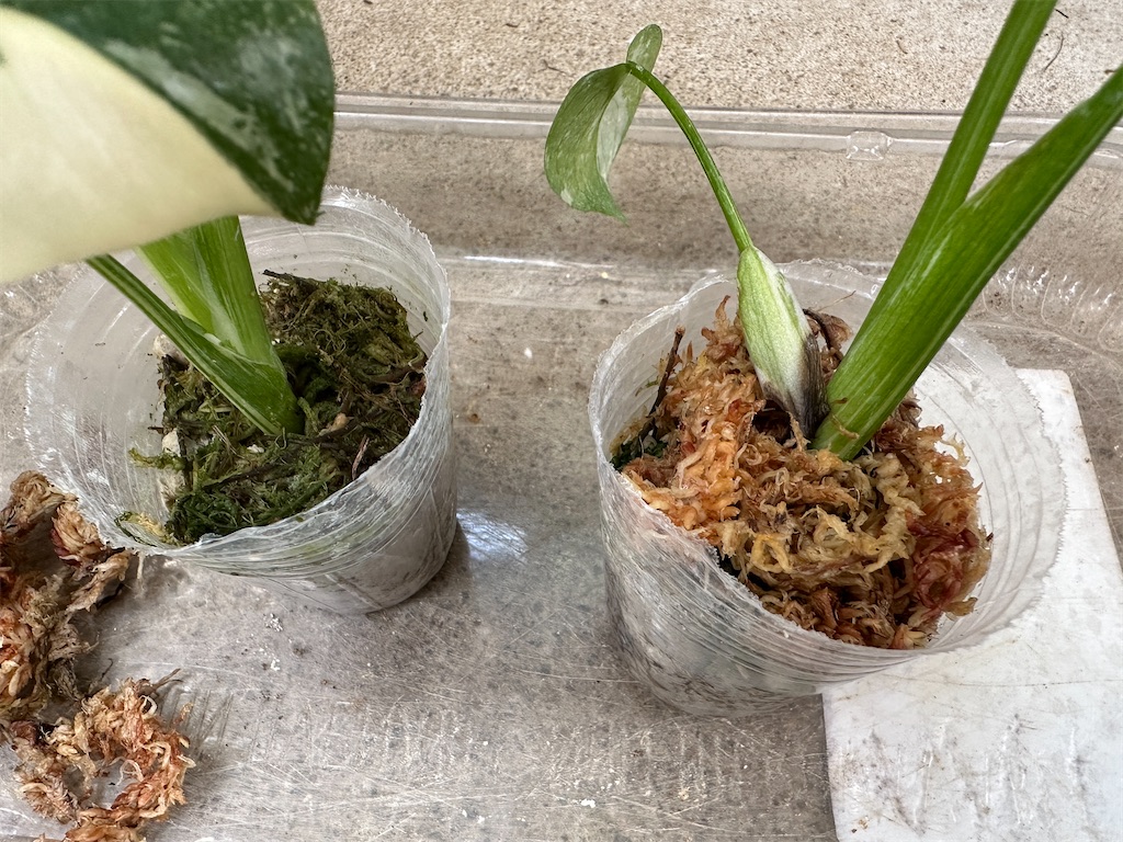 f:id:journal-hannah:20251005130003j:image