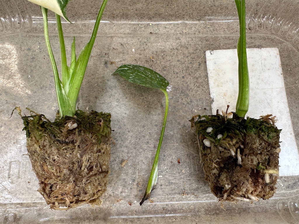 f:id:journal-hannah:20251005130345j:image