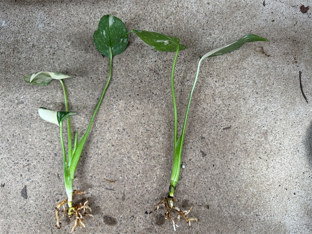 f:id:journal-hannah:20251005130815j:image