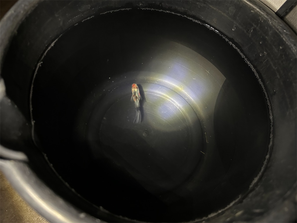 f:id:journal-hannah:20251006182844j:image