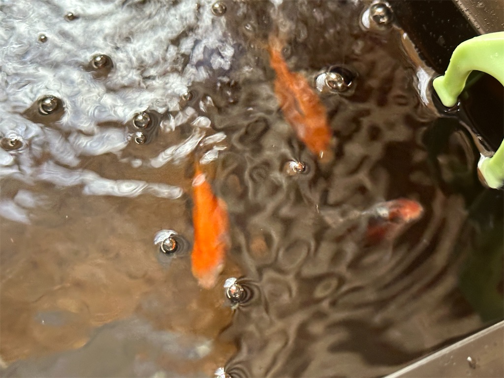 f:id:journal-hannah:20251006214001j:image