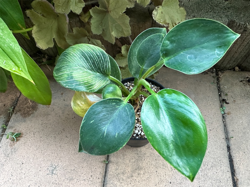 f:id:journal-hannah:20251011190839j:image