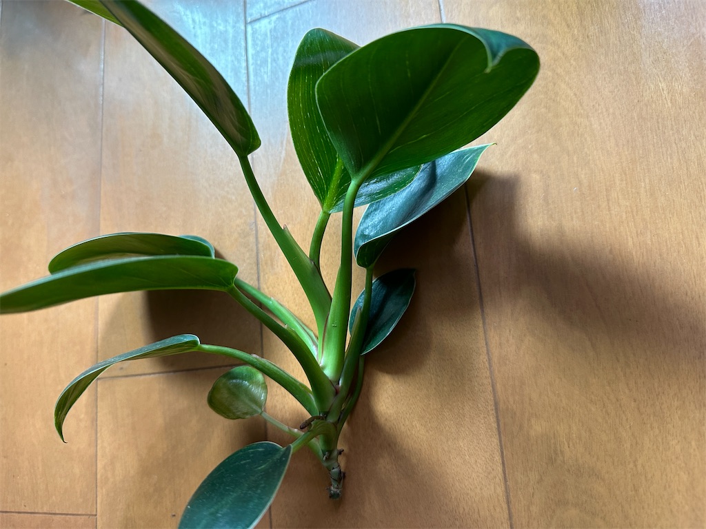 f:id:journal-hannah:20251012113131j:image