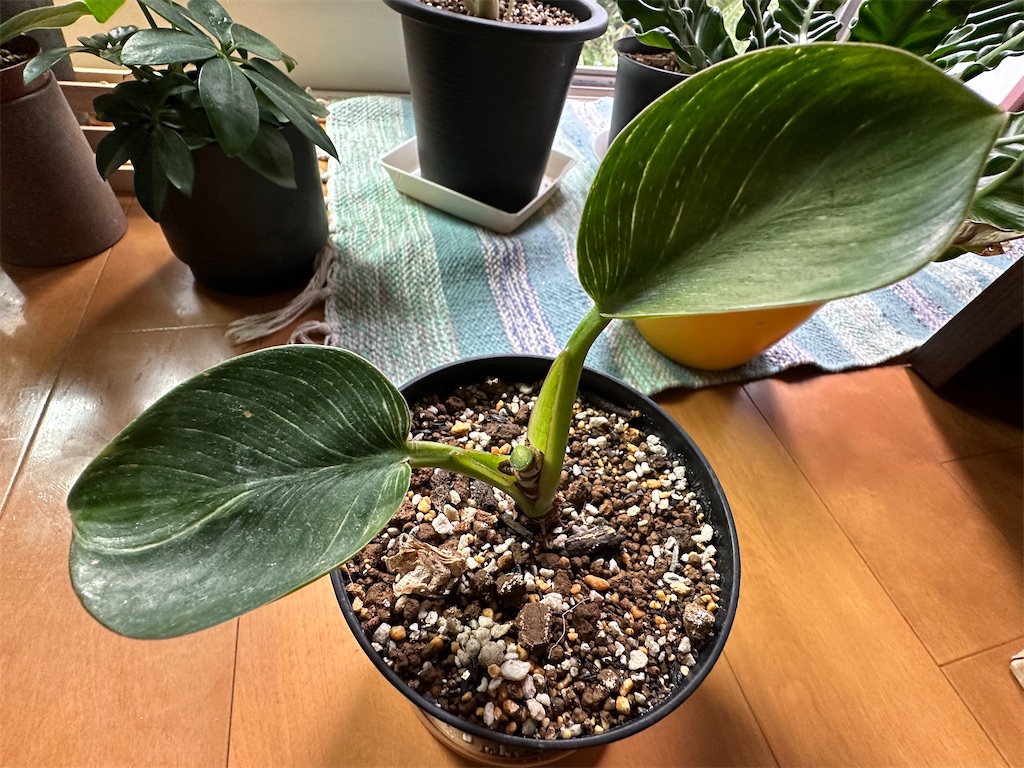 f:id:journal-hannah:20251012113146j:image