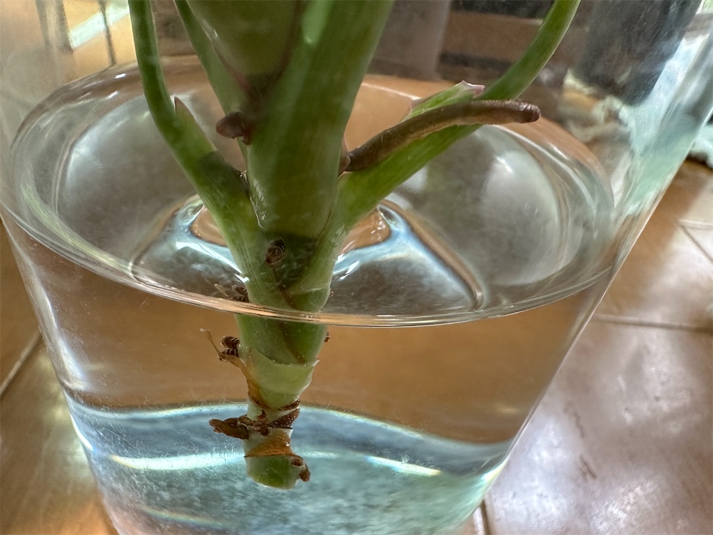 f:id:journal-hannah:20251012114641j:image