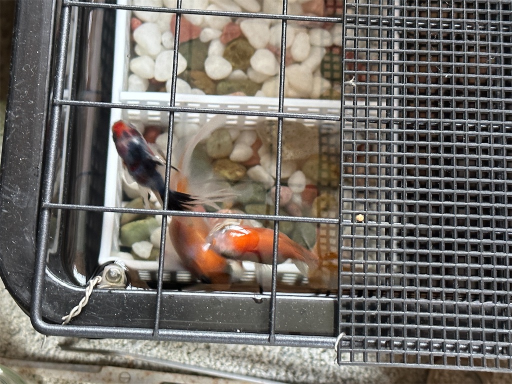 f:id:journal-hannah:20251031140317j:image