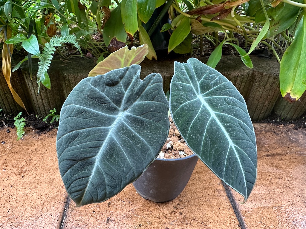 f:id:journal-hannah:20251101110410j:image