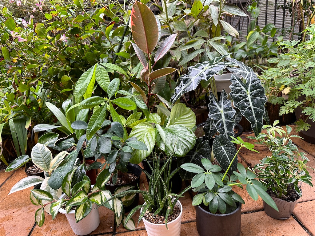 f:id:journal-hannah:20251101113448j:image