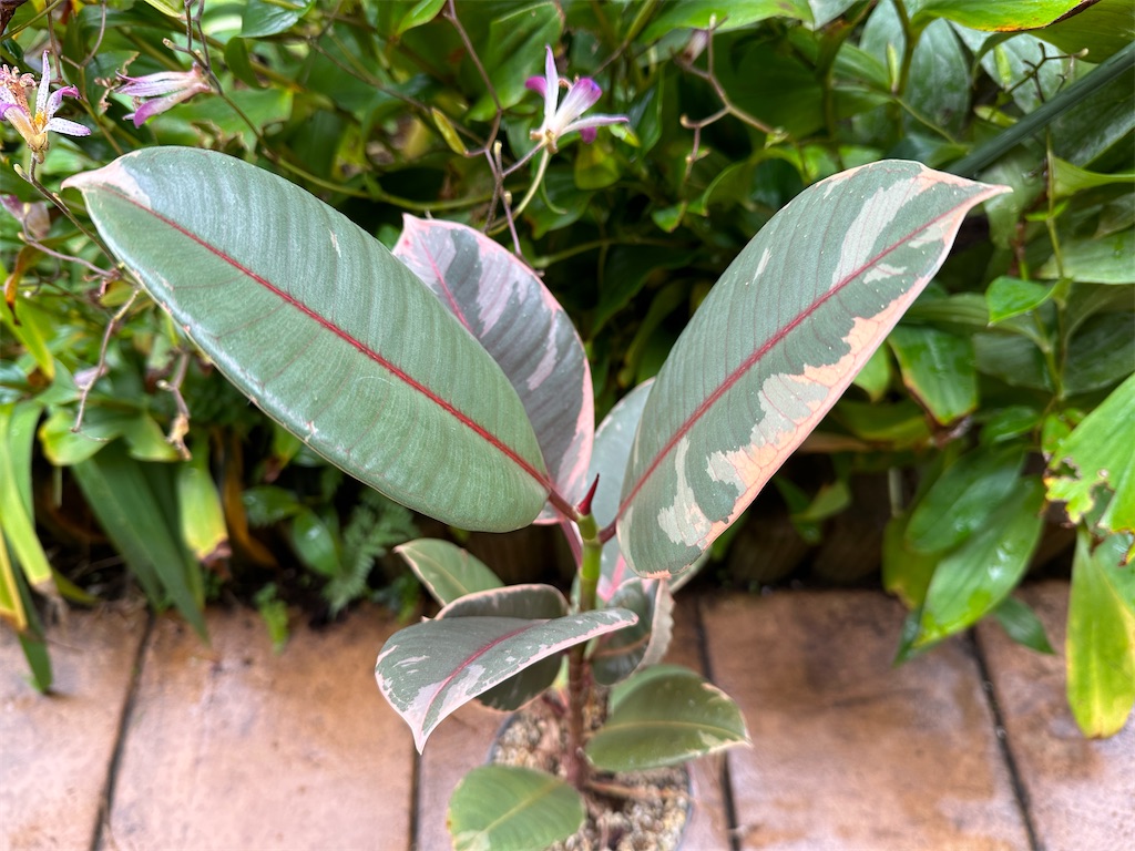 f:id:journal-hannah:20251101113831j:image