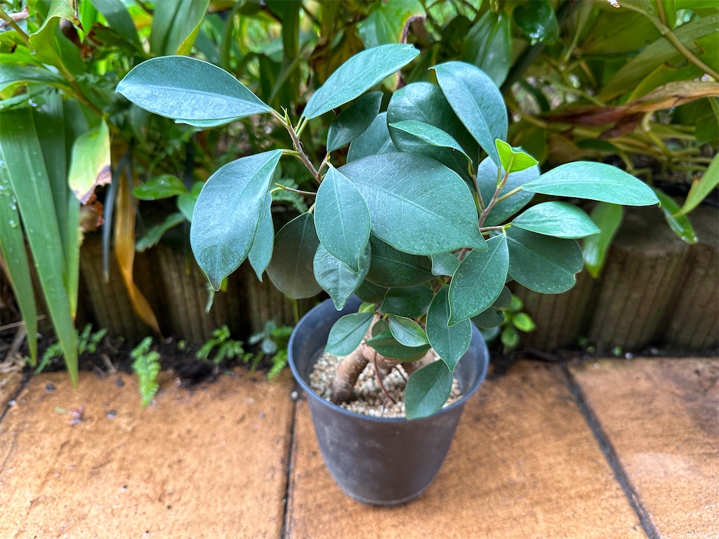 f:id:journal-hannah:20251101114055j:image