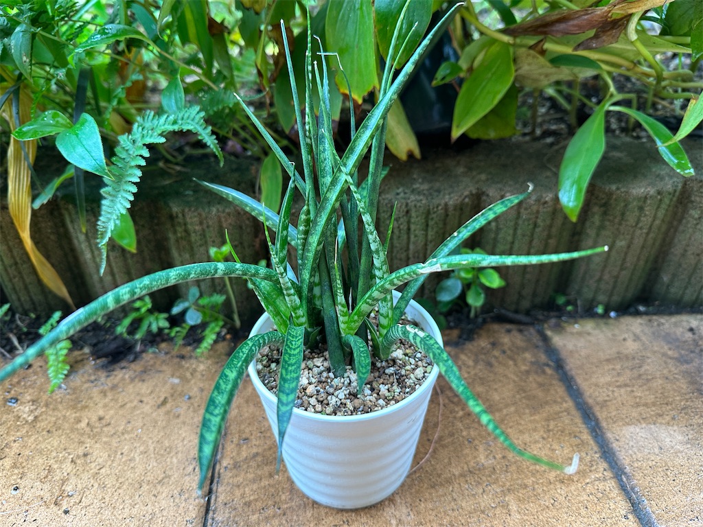 f:id:journal-hannah:20251101115213j:image