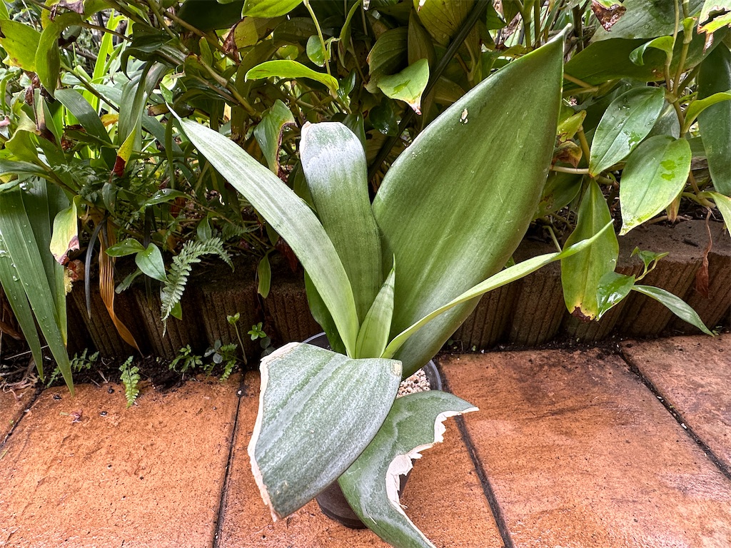 f:id:journal-hannah:20251101115543j:image